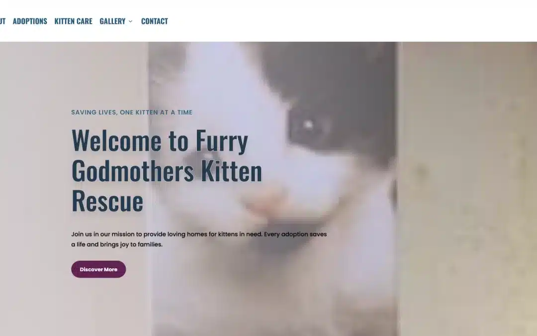 Client Spotlight: Designing a Purr-fect New Website for Furry Godmothers Kitten Rescue