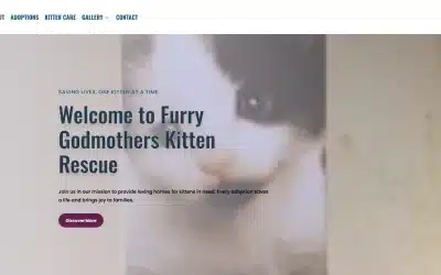Client Spotlight: Designing a Purr-fect New Website for Furry Godmothers Kitten Rescue
